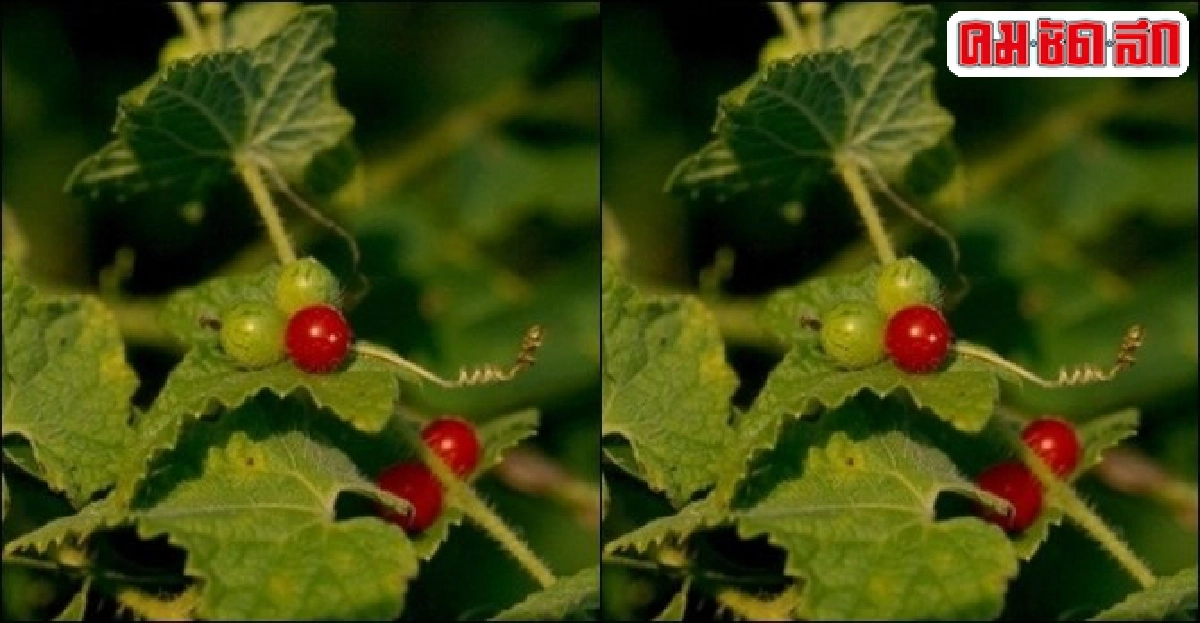 'แตงหนู' แก้ปวดเหงือก