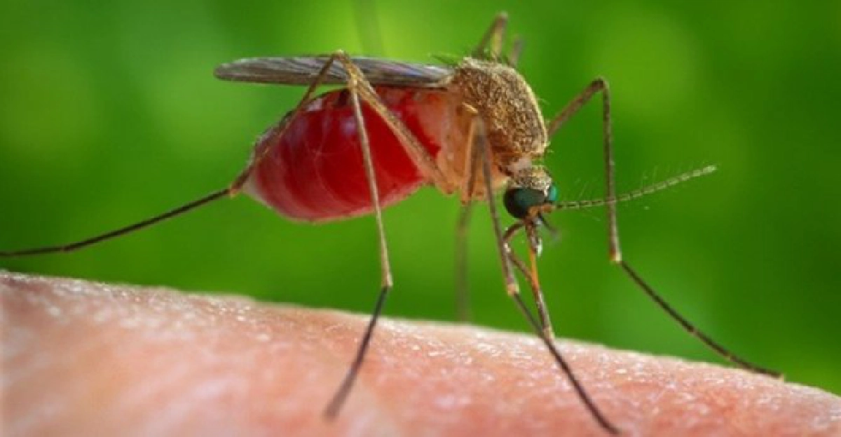 'ม.มหิดล'ทำหมันยุงลายสำเร็จ!