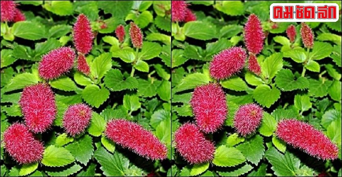 'เกี้ยวเกล้า' แต่งสวน