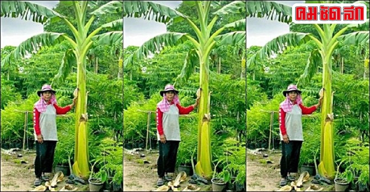 จากเด็กขายของสู่ 'โหรหญิง' ชื่อดัง รวยด้วยดูลายมือ