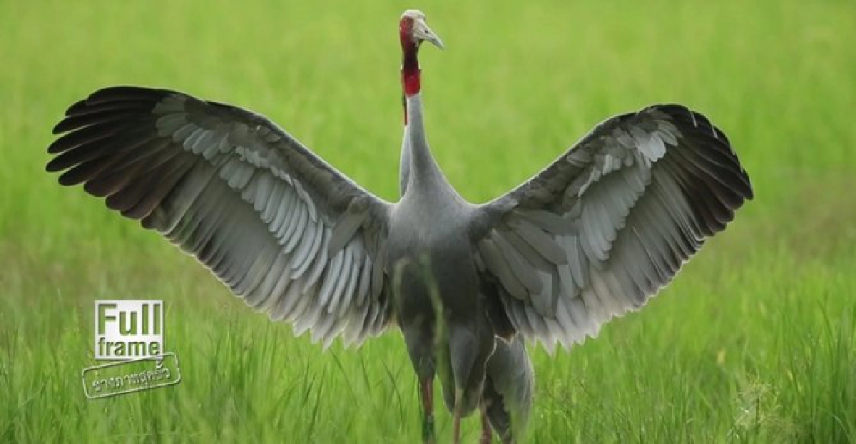 ปล่อยนกกระเรียนพันธุ์ไทย คืนสู่ธรรมชาติ