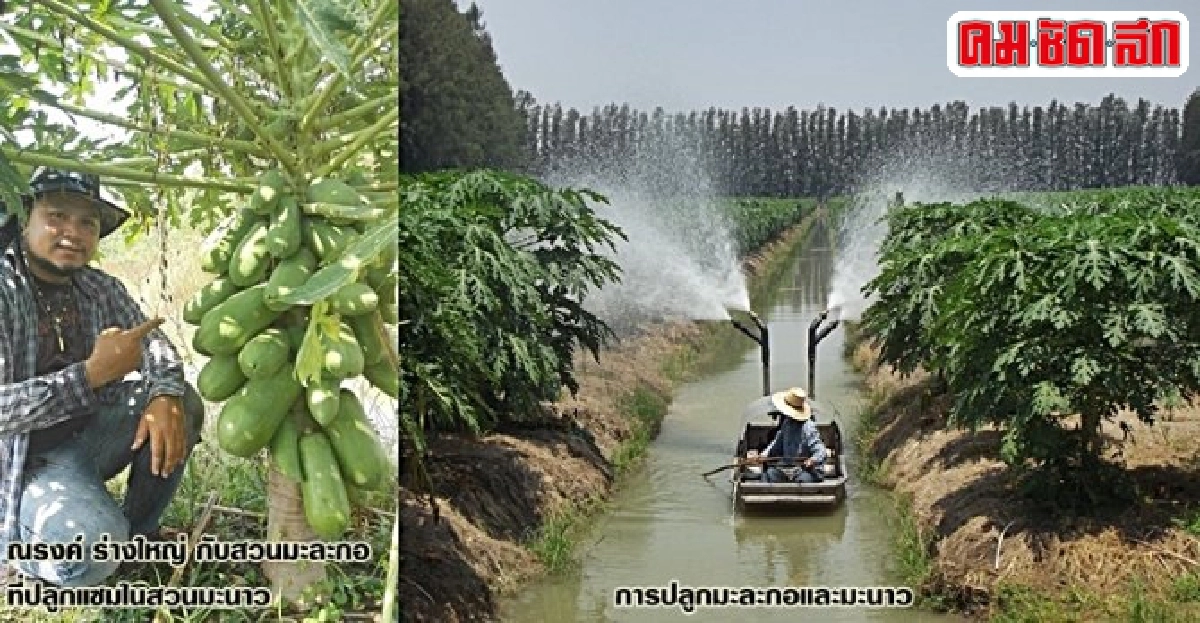 ปลูกมะละกอในสวนมะนาว พืชเศรษฐกิจสร้างเงินล้านที่ อ.ตาคลี