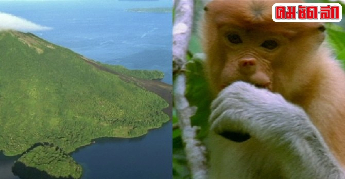 อินโดนีเซีย...ดินแดนของพวกสัตว์ย้อนยุคในสารคดีชุดส่องไพร อินโดนีเซีย...ดินแดนของพวกสัตว์ย้อนยุคในสารคดีชุดส่องไพร