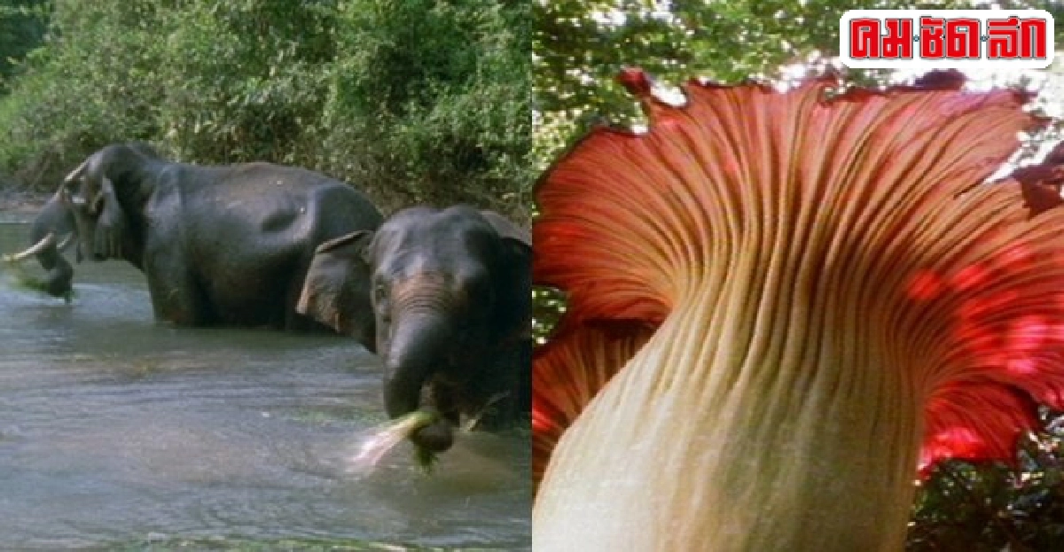 ป่าของยักษ์ในสารคดีชุดส่องไพร ป่าของยักษ์ในสารคดีชุดส่องไพร