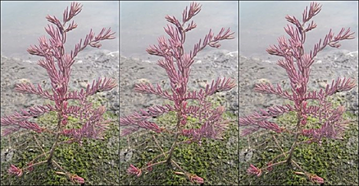 ไม้ดีมีประโยชน์ : 'ชักคราม' ไม้อายุยืน