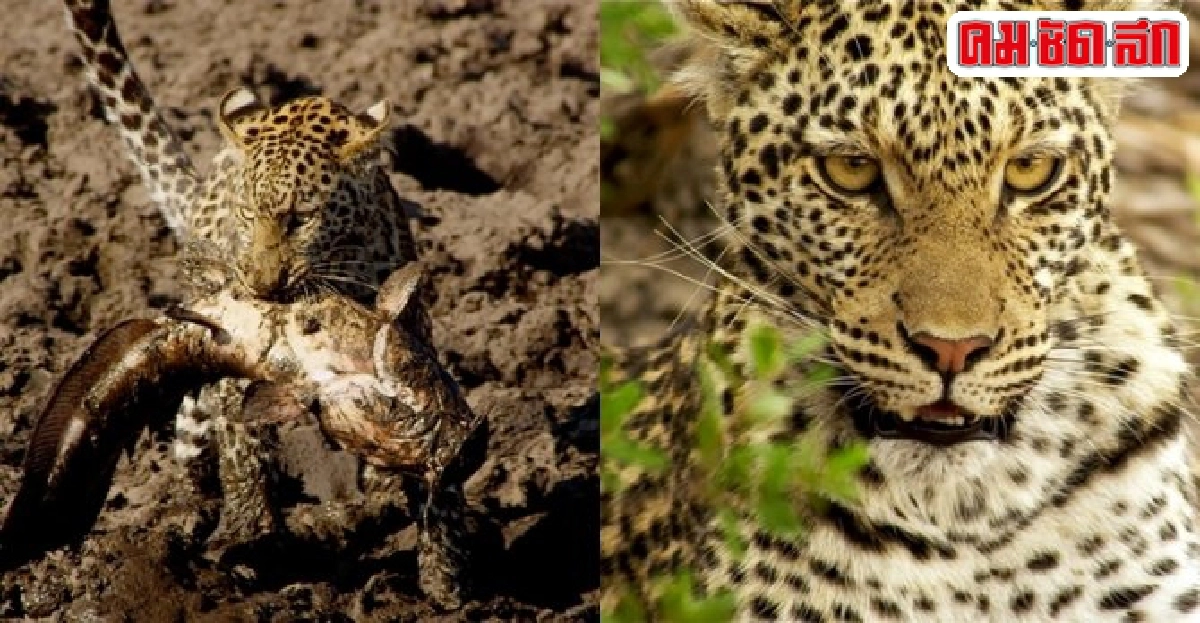 'ครอบครัวเสือดาว'ในสารคดี ชีวิตมหัศจรรย์ 'ครอบครัวเสือดาว'ในสารคดี ชีวิตมหัศจรรย์