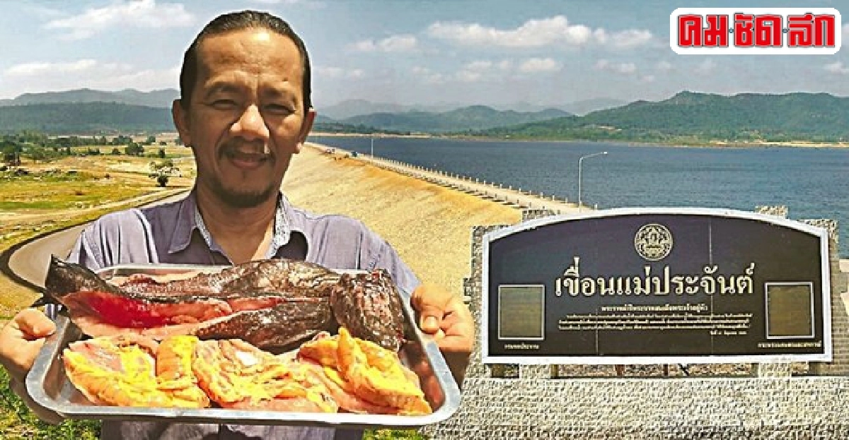 ปลาช่อนนา เขื่อนแม่ประจันต์ เพชรบุรี