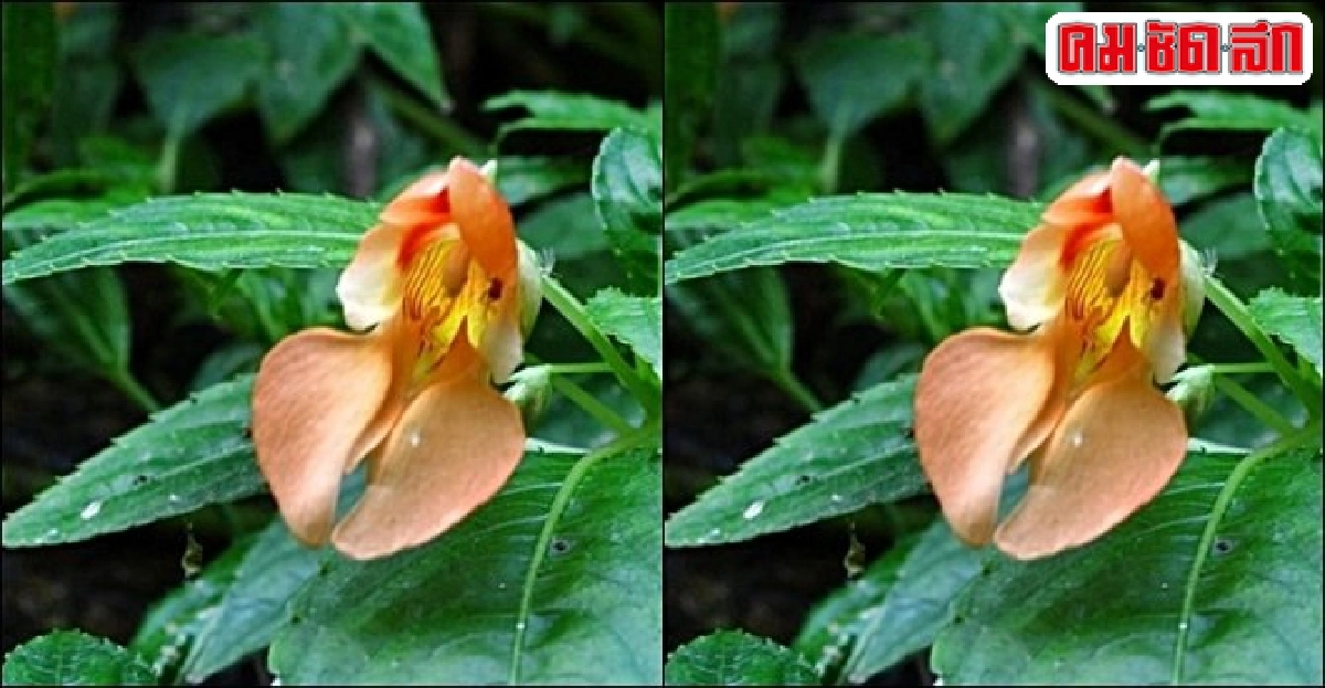 'พาลีจำแลง' ดอกงาม