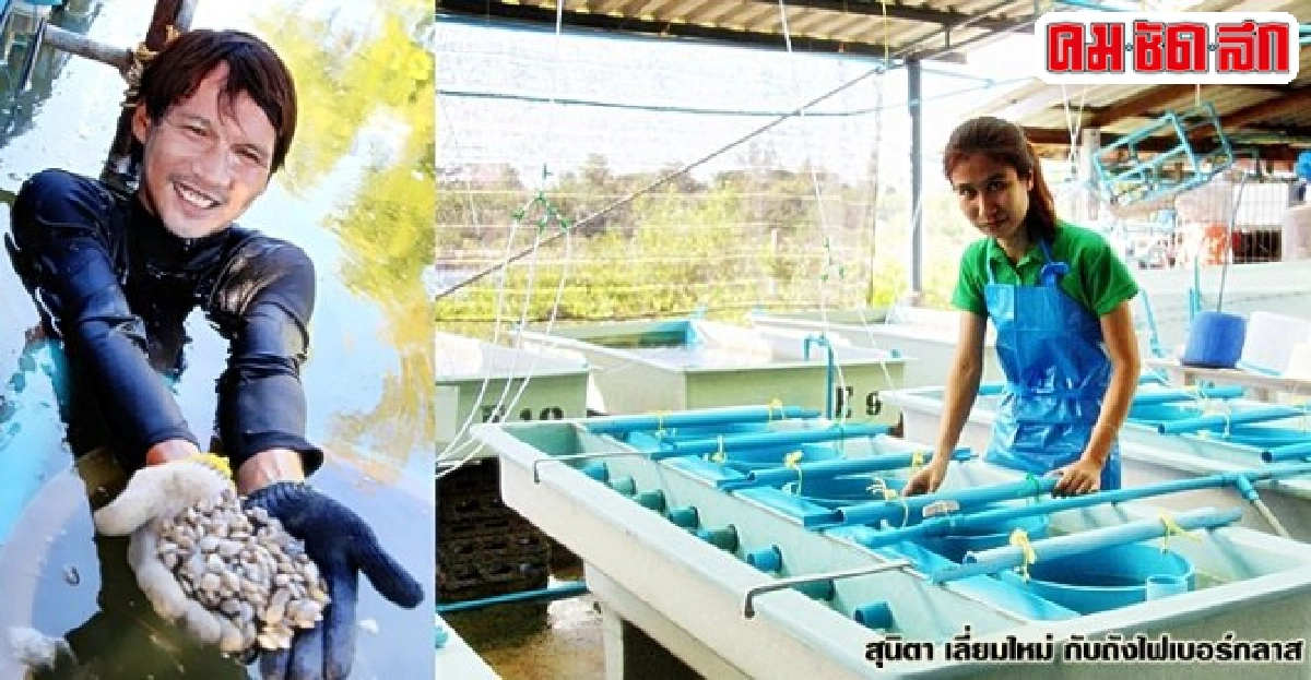 เลี้ยงหอยลายในบ่อดินได้แล้ว กรมประมงทำสำเร็จที่ประจวบฯ เลี้ยงหอยลายในบ่อดินได้แล้ว กรมประมงทำสำเร็จที่ประจวบฯ