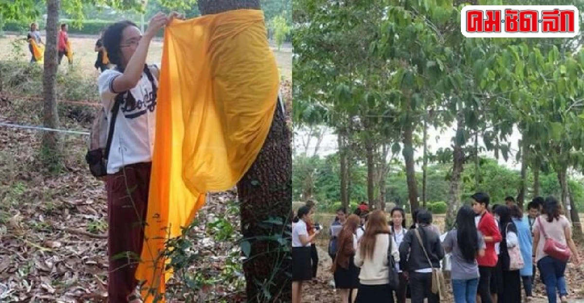 บวชยางนา200ต้นต้านม.วลัยลักษณ์ตัด