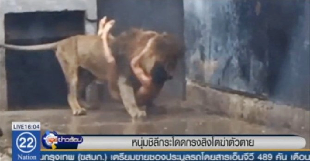หนุ่มโดดกรงสิงโตฆ่าตัว หนุ่มโดดกรงสิงโตฆ่าตัว