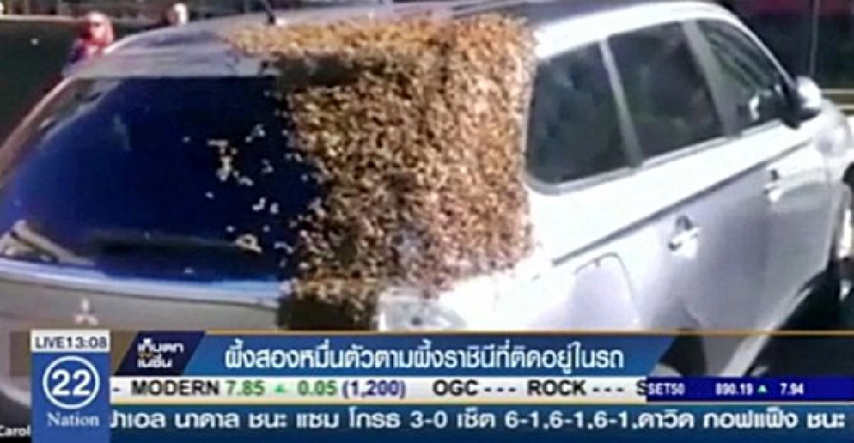 ผวา!ผึ้ง2หมื่นตัวไล่ล่า2วัน ผวา!ผึ้ง2หมื่นตัวไล่ล่า2วัน