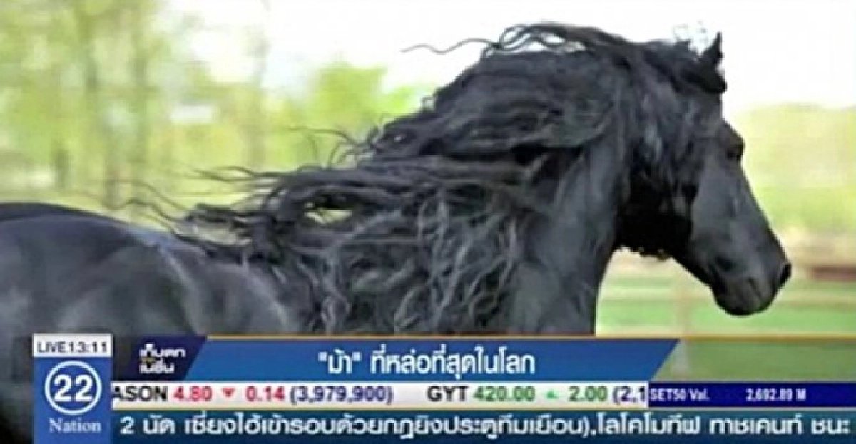 'ม้า'หล่อที่สุดในโลก!!