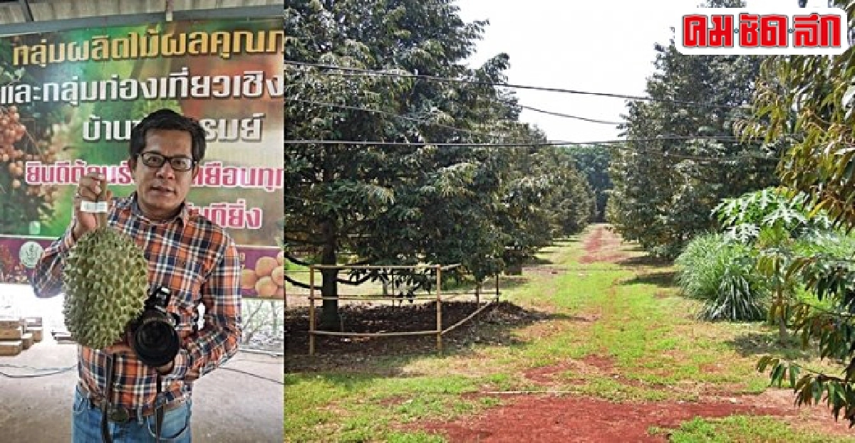'ทุเรียนศรีสะเกษ'มีโอกาสต้องลิ้มลอง 'ทุเรียนศรีสะเกษ'มีโอกาสต้องลิ้มลอง