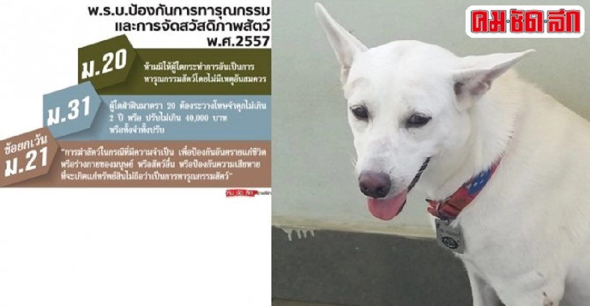 รวมแนวคำพิพากษา 'คดีทารุณสัตว์' รวมแนวคำพิพากษา 'คดีทารุณสัตว์'