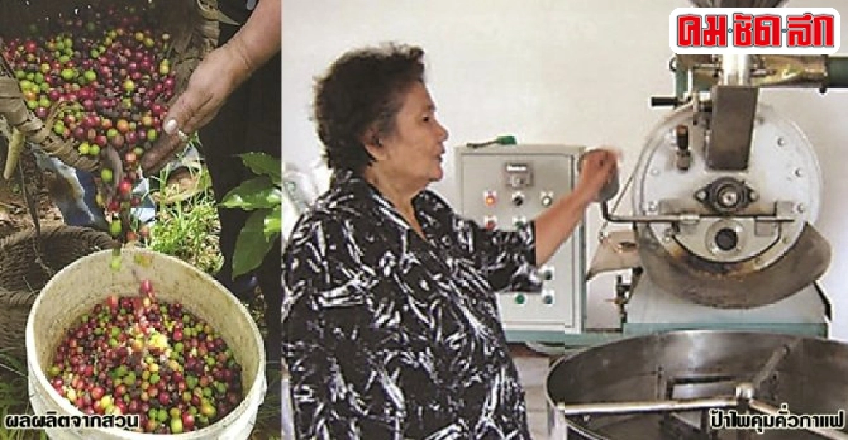 โรบัสต้า การันตี 5 ดาว - ขายทั่วไทย โรบัสต้า การันตี 5 ดาว - ขายทั่วไทย