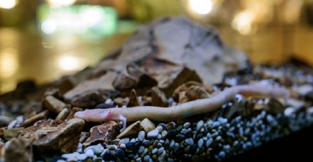 เบบี้ดรากอนไขตำนานมังกรสโลเวเนีย