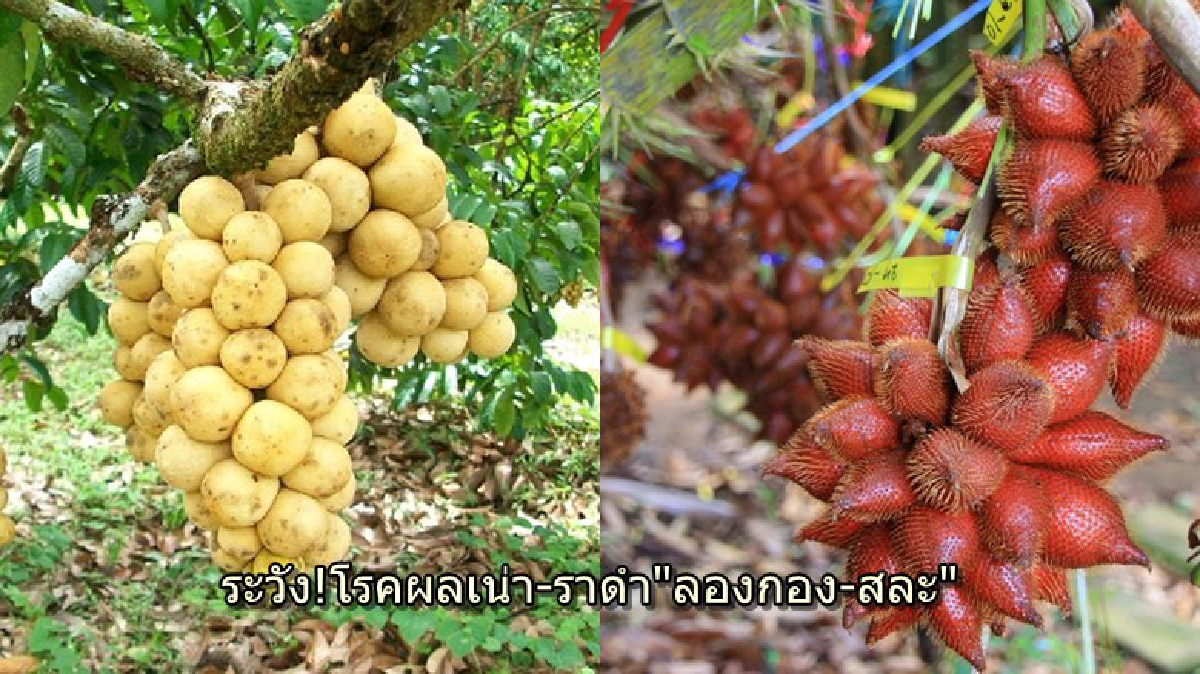 ระวัง!โรคผลเน่า-ราดำ"ลองกอง-สละ"