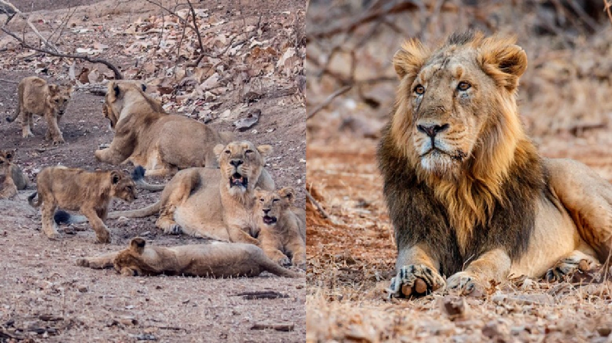 สิงโตเอเชีย (Asiatic Lion)ใน เรื่องเล่าข้ามโลก สิงโตเอเชีย (Asiatic Lion)ใน เรื่องเล่าข้ามโลก