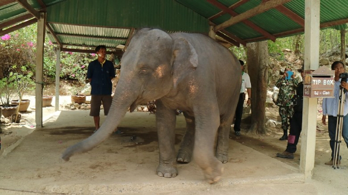 พญาเสือตรวจยึดช้างสวนสัตว์หัวหิน