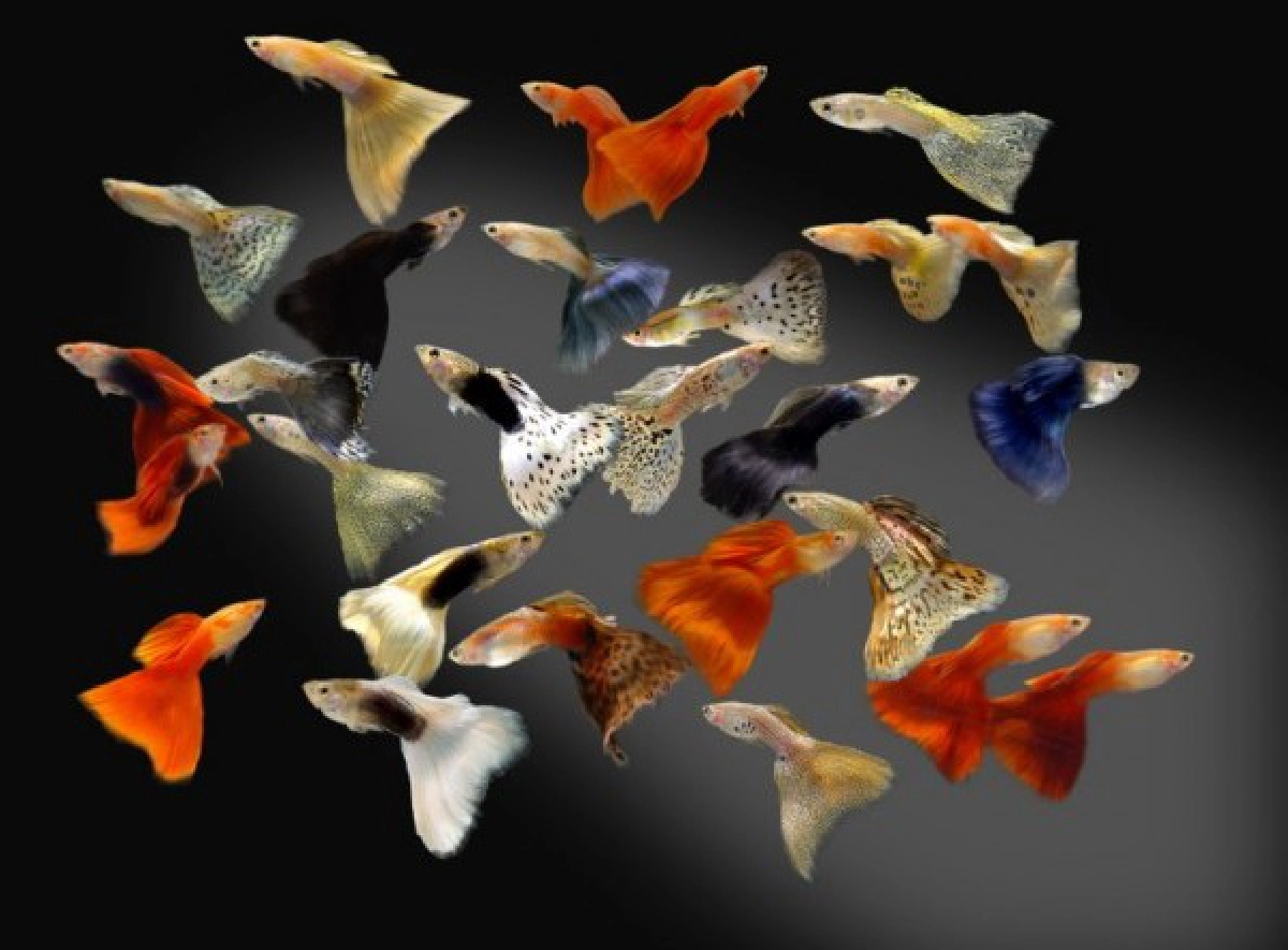 ต่างชาติสนใจ “ปลากัด-หางนกยูง” ไทย