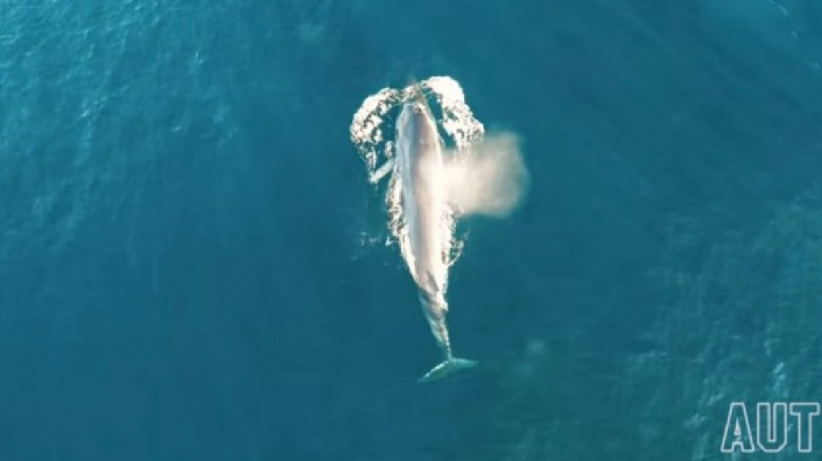 หาดูยากภาพชีวิตลี้ลับวาฬบรูด้านอกฝั่งนิวซีแลนด์ 