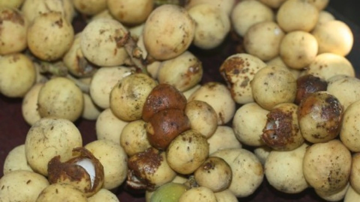    ชาวสวนลองกอง-สละ ระวังโรคผลเน่า-ราดำ!