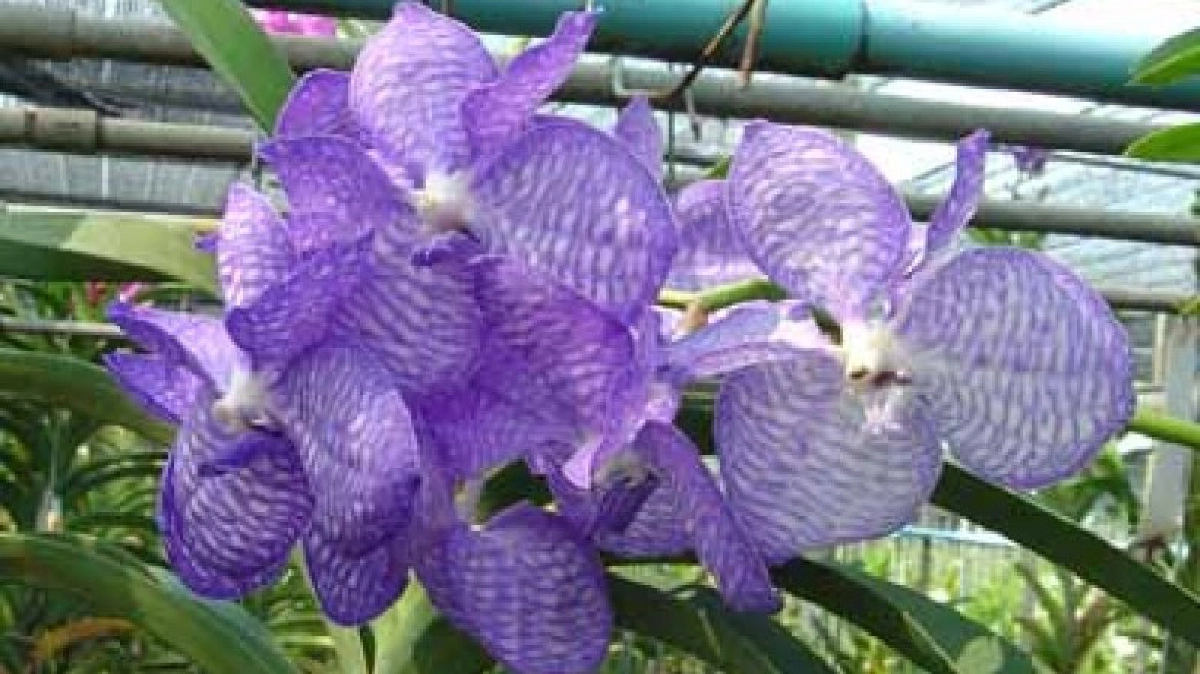 คนใจร้ายแย่งที่กล้วยไม้(จบ) 