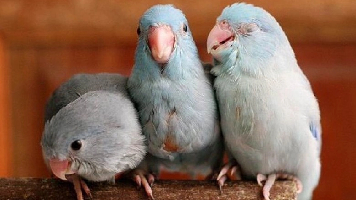  รับนกเข้าบ้าน!