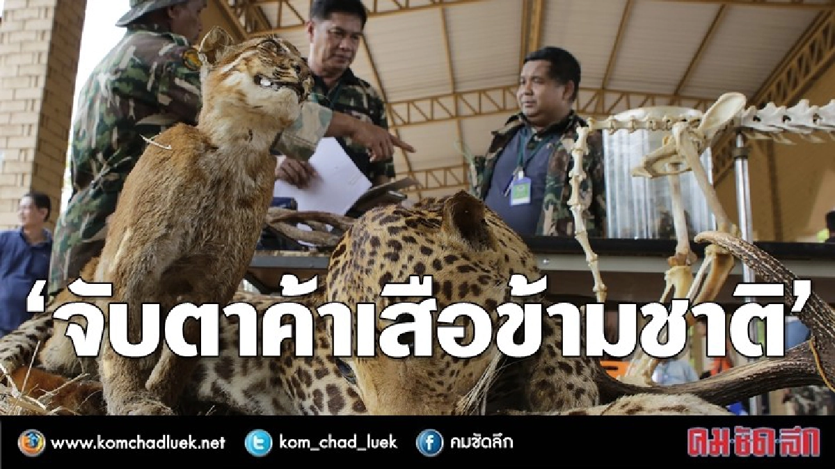 ปิดตำนานวัดเสือหลวงตาจันทร์