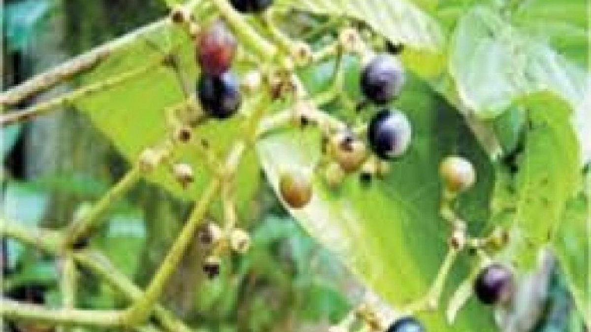 “บังบาย"แก้ครั่นเนื้อครั่นตัว