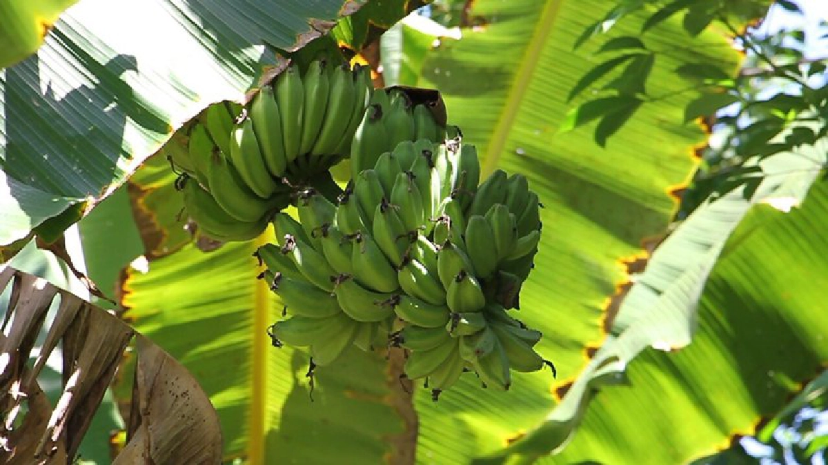 ‘โรคเหี่ยว’กล้วยยืนต้นตายทำชาวสวนอ่วมต้องโค่นทิ้งทั้งหมด