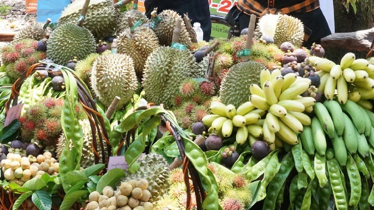 ทุเรียนศรีสะเกษขายดีพ่อค้าเหมาส่งออก
