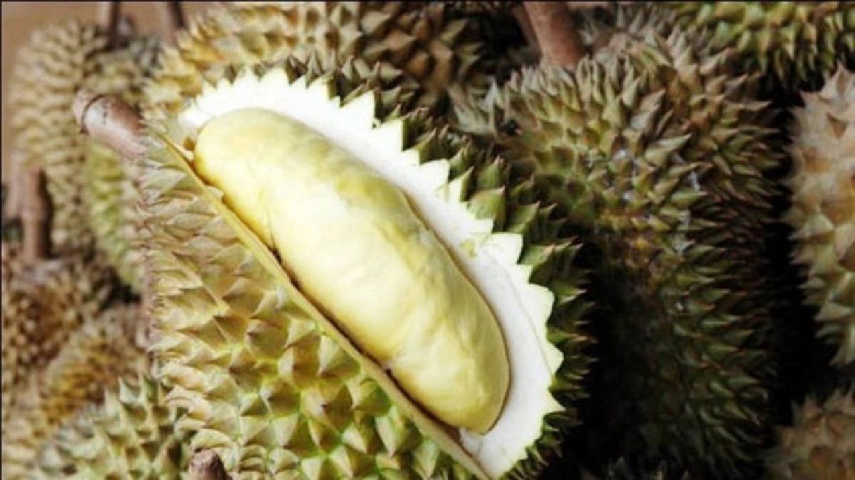            ไม้ผลตะวันออก ฤดูผลิต’59ลด!