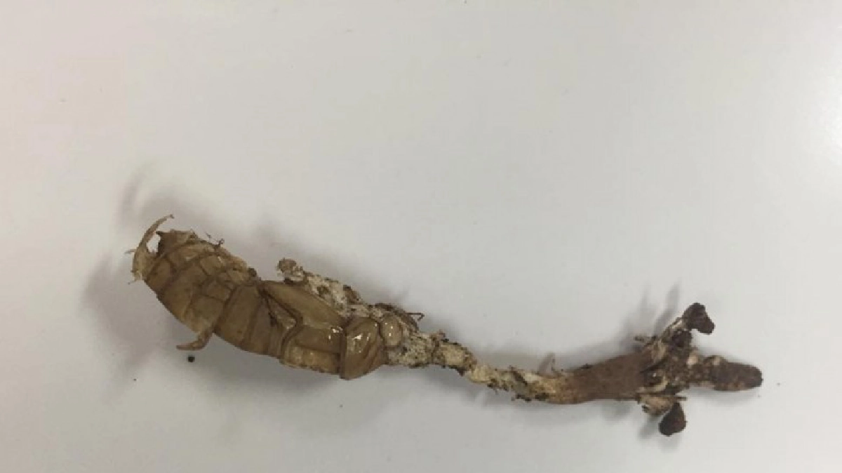 คร.เตือนอย่าเก็บ“ว่านจักจั่น”มากินพิษถึงตาย