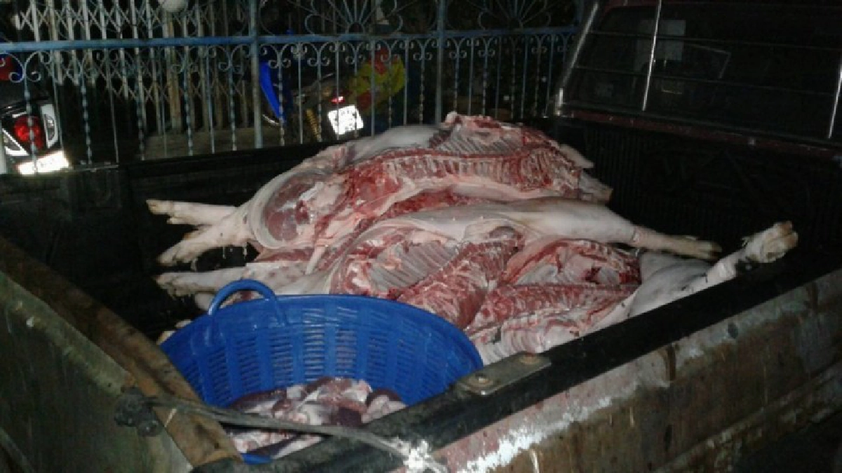 ทหารบุกยึดโรงชำแหละหมูเถื่อนกลางเมืองอุบลฯ ทหารบุกยึดโรงชำแหละหมูเถื่อนกลางเมืองอุบลฯ
