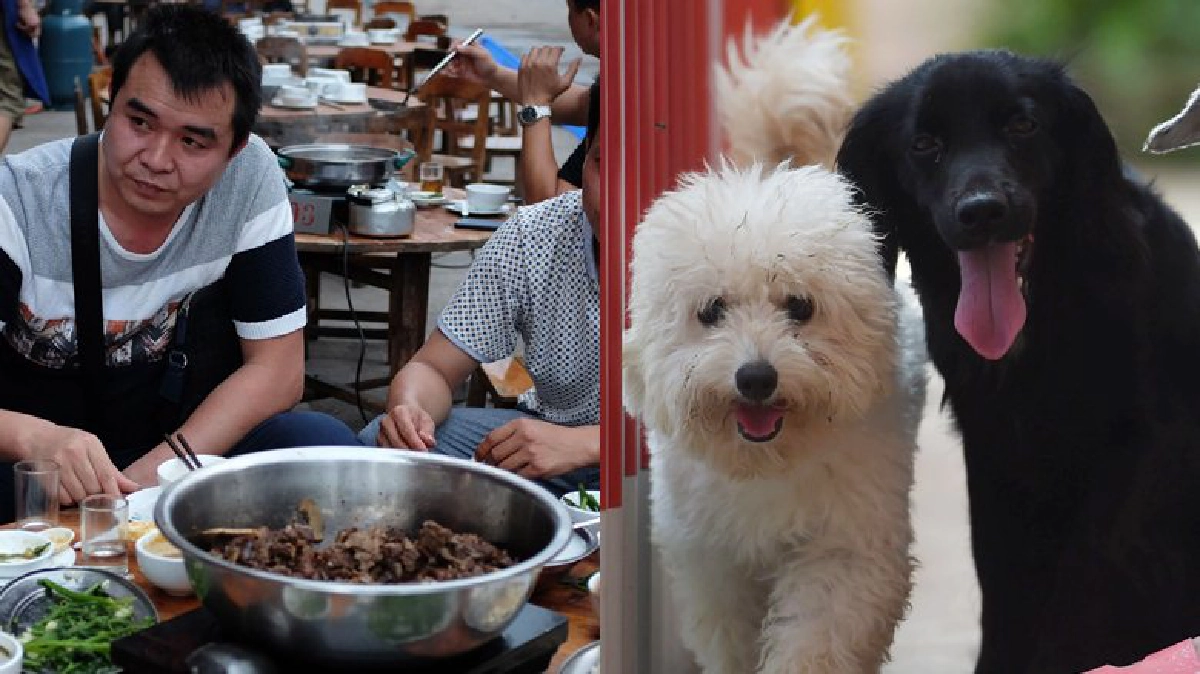 ต้านเทศกาลกินเนื้อ‘สุนัข’ที่เมืองยู่หลิน ต้านเทศกาลกินเนื้อ‘สุนัข’ที่เมืองยู่หลิน