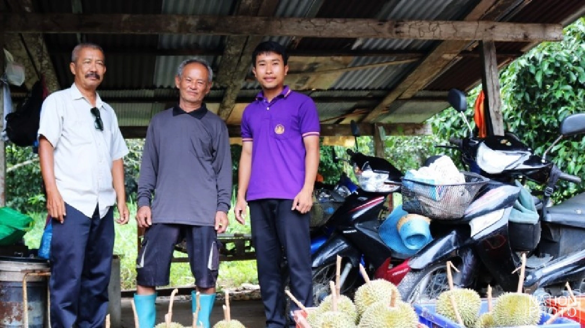 “สาลิกา”สุดยอดทุเรียนพื้นเมือง ไม้ผลทำเงินชาวบ้านอ.กะปง