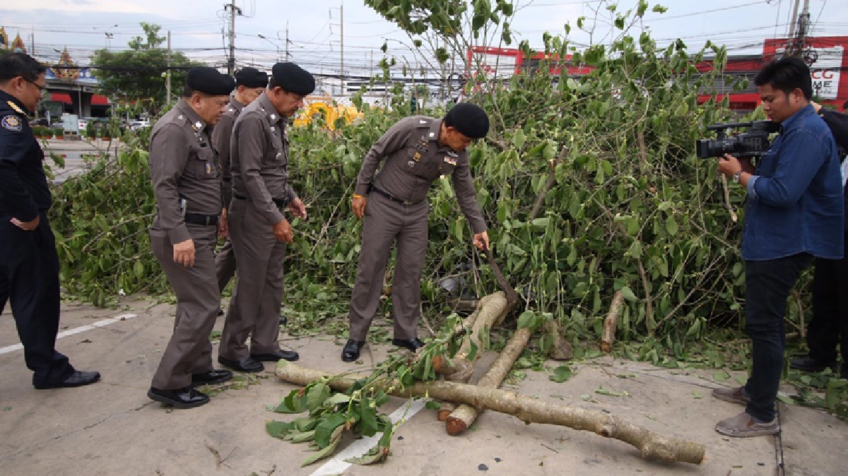 บก.น.3 ทำลาย'กระท่อม'8ตัน