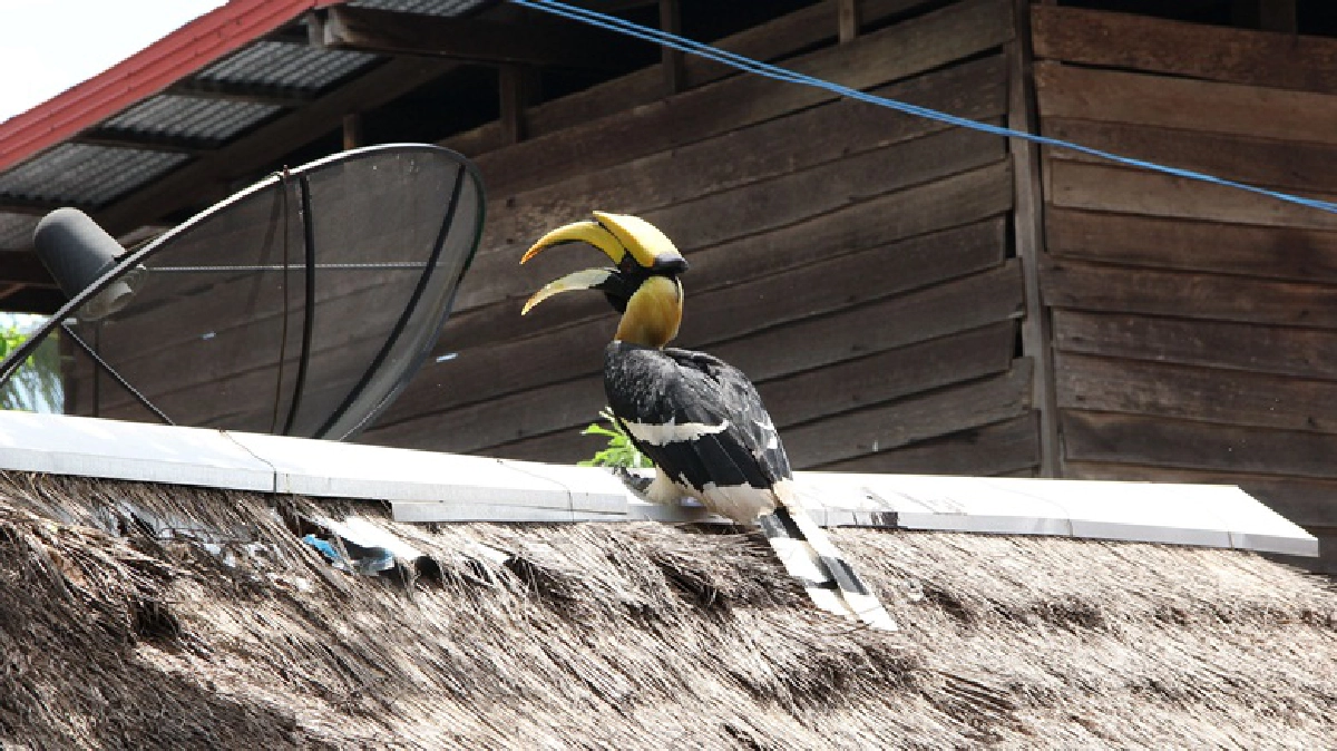 ไล่จับนกเงือกปล่อยทิ้งหิวโซคาดคนเลี้ยงกลัวผิด ไล่จับนกเงือกปล่อยทิ้งหิวโซคาดคนเลี้ยงกลัวผิด