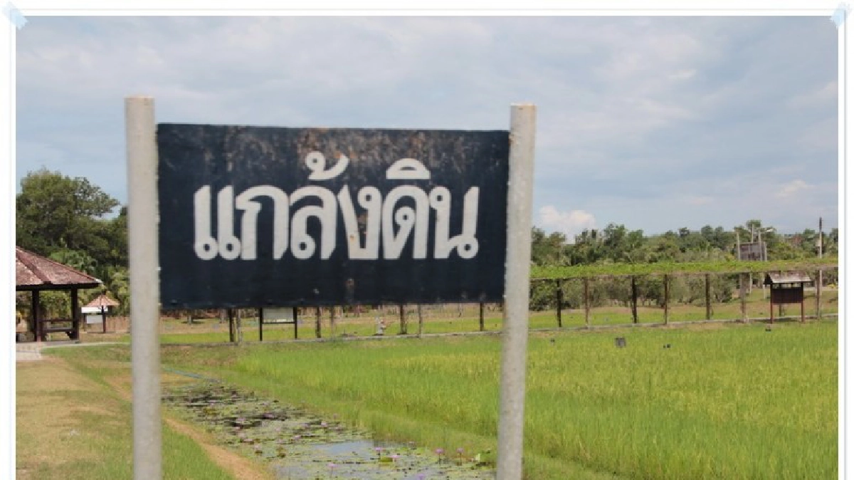 "ศูนย์พิกุลทองฯแหล่งเรียนรู้ต้นแบบวิธี“แกล้งดิน”  