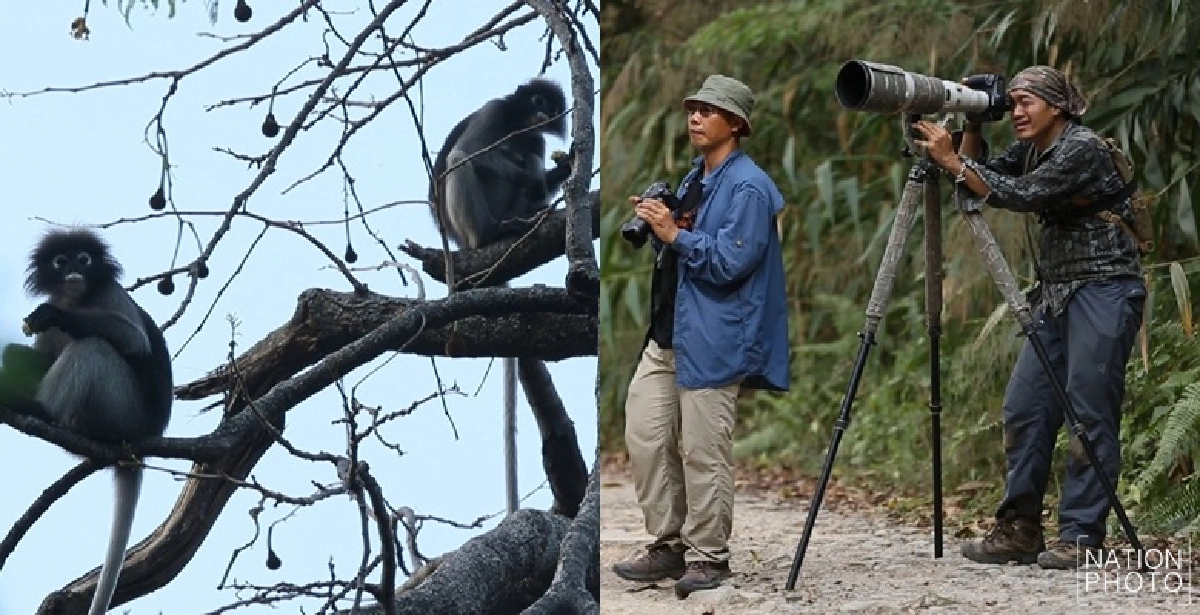 สัตว์ป่าหายาก...ที่อุทยานแห่งชาติแก่งกระจาน สัตว์ป่าหายาก...ที่อุทยานแห่งชาติแก่งกระจาน
