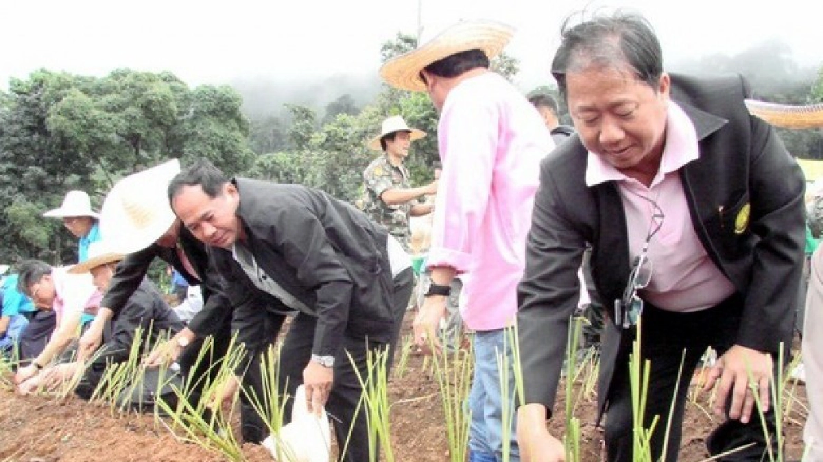 ชวนปลูกแฝก70ล้านกล้า เทิดพระเกียรติฯ อนุรักษ์ดินน้ำ ชวนปลูกแฝก70ล้านกล้า เทิดพระเกียรติฯ อนุรักษ์ดินน้ำ