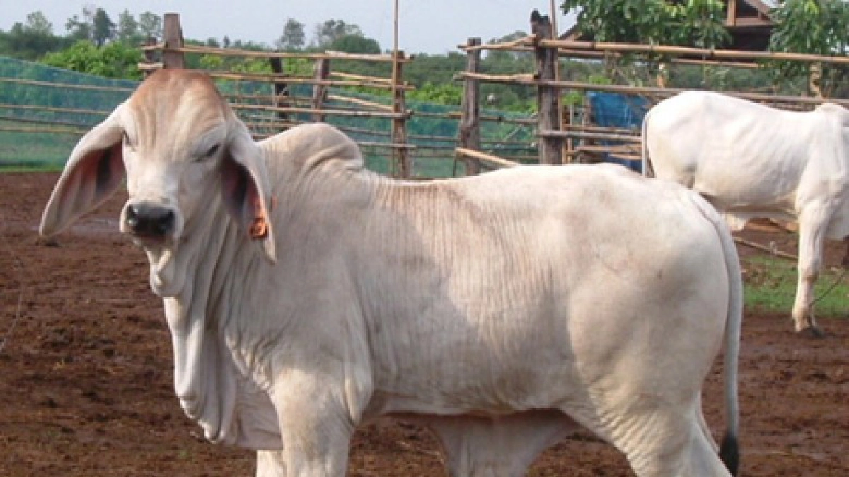 เตือนเกษตรกรระวัง! โรคปากและเท้าเปื่อยระบาด!