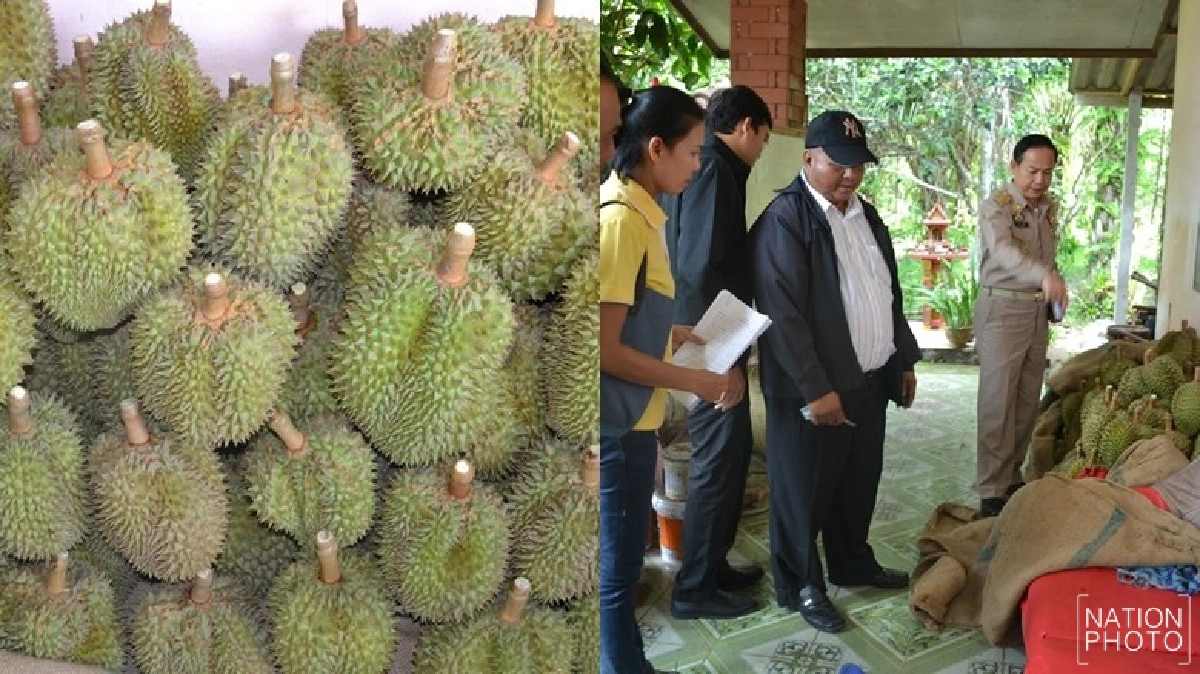 บุกจับ!พ่อค้าหลอกขายทุเรียนอ่อน บุกจับ!พ่อค้าหลอกขายทุเรียนอ่อน