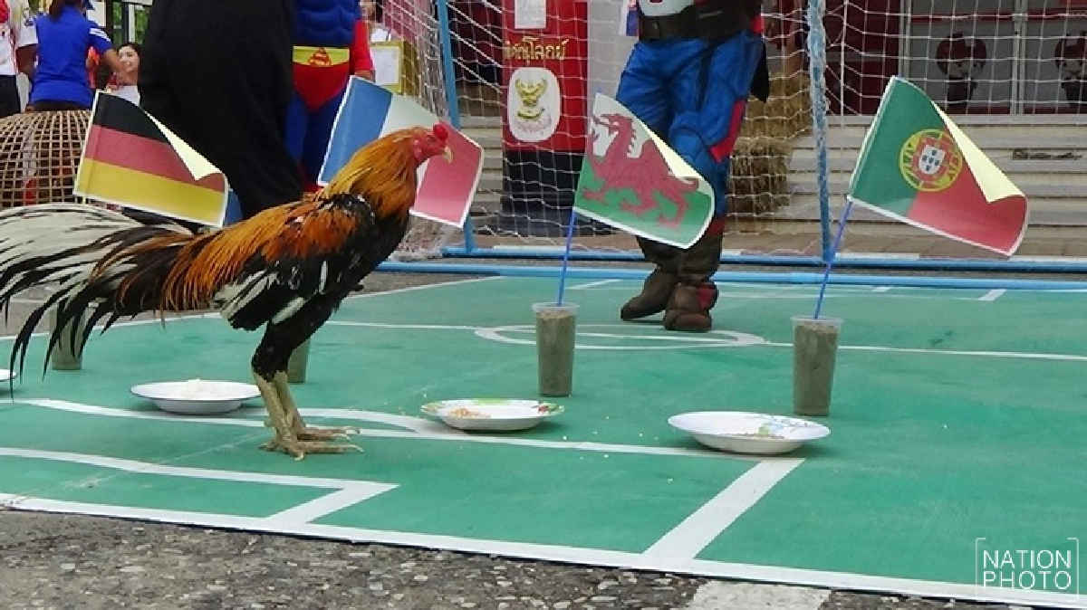 ไก่เหลืองหางขาวทายผลแชมป์บอลยูโร