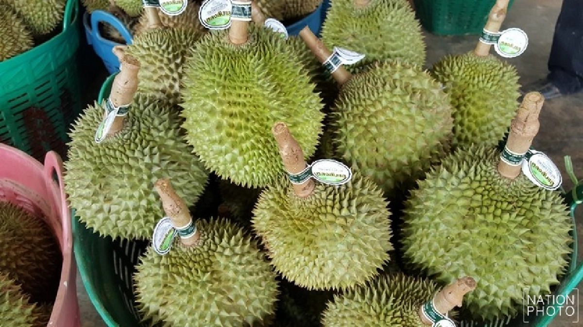 เอาใจคนรักทุเรียน!หลงลับแลรุ่น2พร้อมออกสู่ตลาด เอาใจคนรักทุเรียน!หลงลับแลรุ่น2พร้อมออกสู่ตลาด