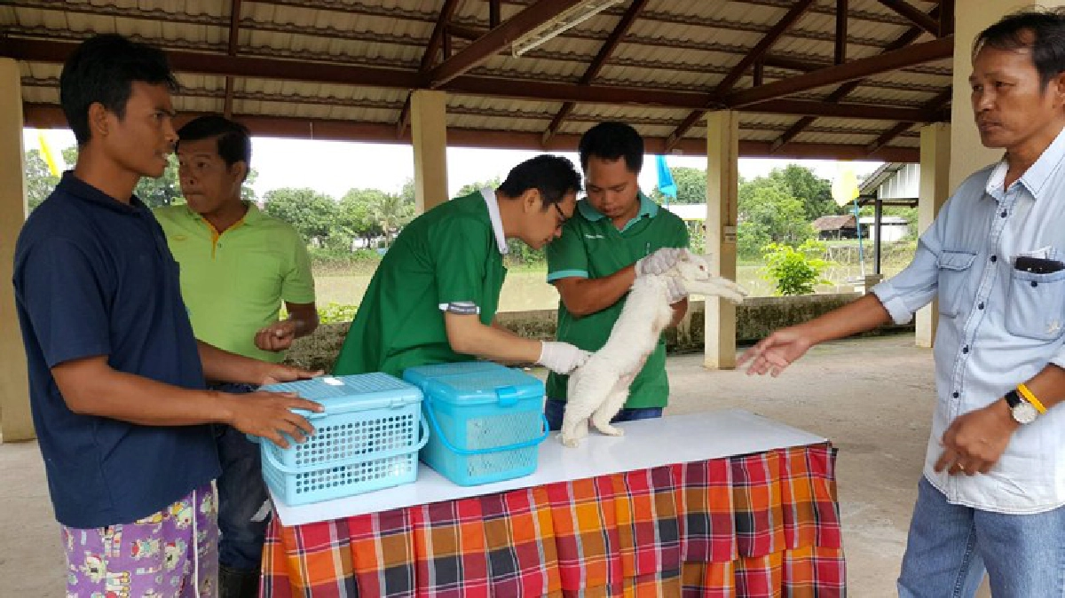 ปูพรมฉีดวัคซีน'วัว-สุนัข-แมว'ป้อง'โรคพิษสุนัขบ้า' ปูพรมฉีดวัคซีน'วัว-สุนัข-แมว'ป้อง'โรคพิษสุนัขบ้า'
