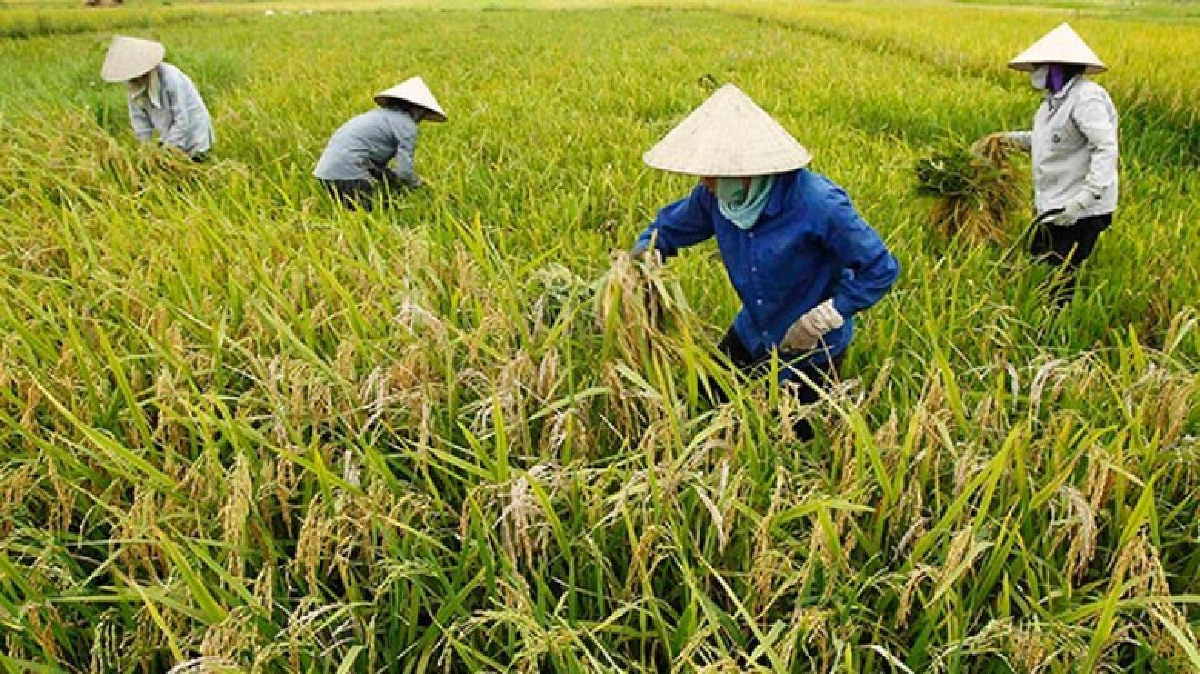 นโยบายเกษตรเวียดนาม จากไม่พอสู่การส่งออก(จบ) นโยบายเกษตรเวียดนาม จากไม่พอสู่การส่งออก(จบ)