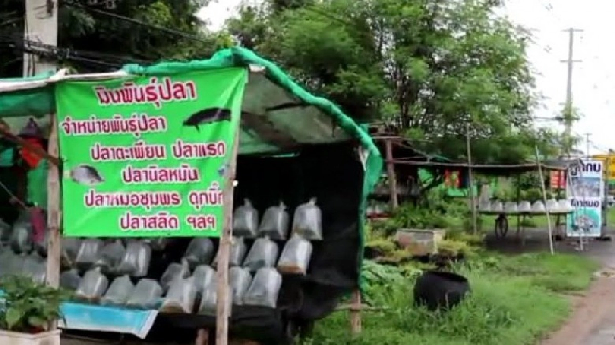 ฝนมาขยายพันธุ์ปลาขายริมทางคึกคัก สร้างรายได้วันนับพัน! ฝนมาขยายพันธุ์ปลาขายริมทางคึกคัก สร้างรายได้วันนับพัน!